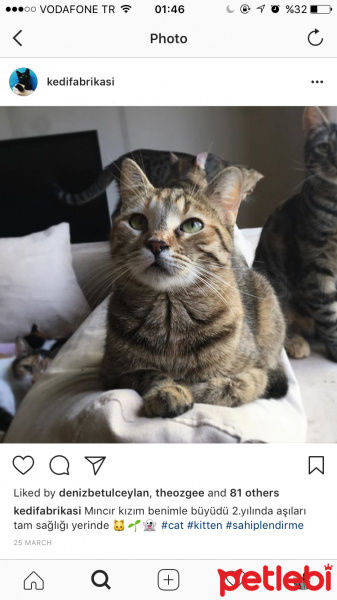Tekir Kedi, Kedi  Mıncır fotoğrafı