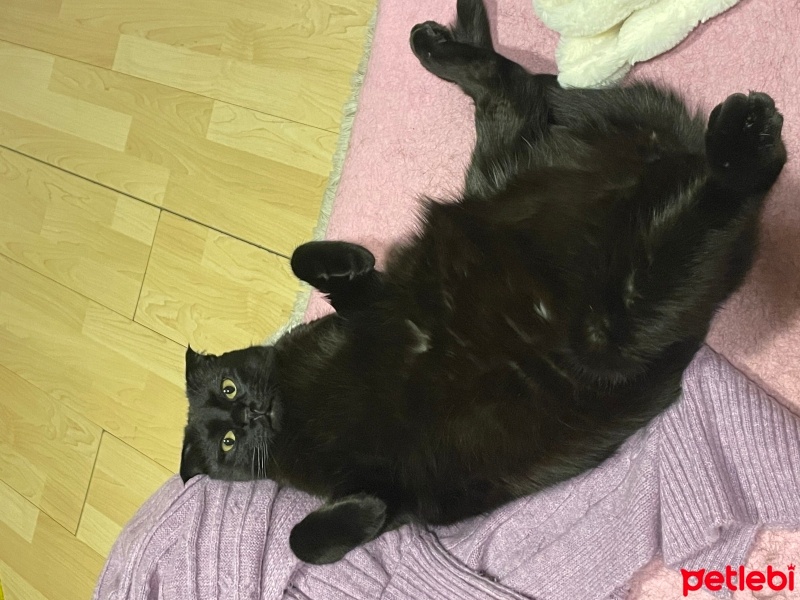 Scottish Fold, Kedi  tiramisu fotoğrafı
