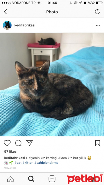 Tekir Kedi, Kedi  Alaca fotoğrafı