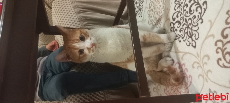 Sarman, Kedi  Sarı fotoğrafı