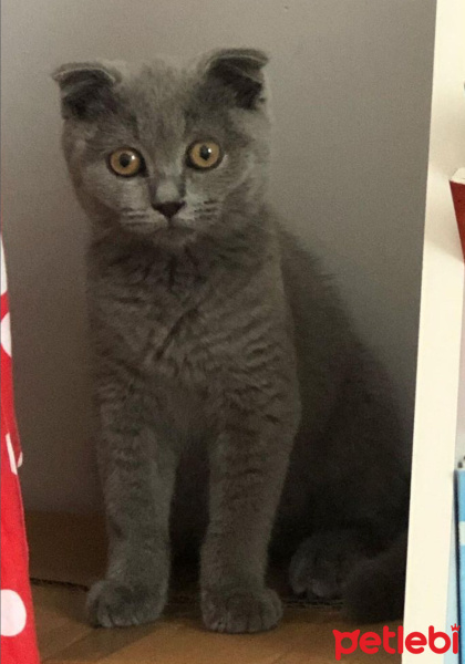 Scottish Fold, Kedi  Duman fotoğrafı