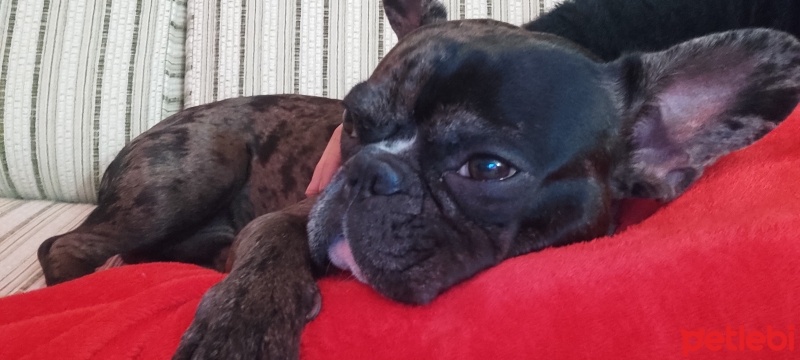 Fransız Bulldog, Köpek  Ares fotoğrafı