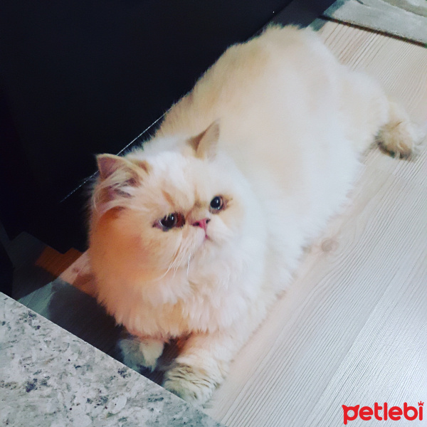 İran Kedisi (Persian), Kedi  Muhtar fotoğrafı