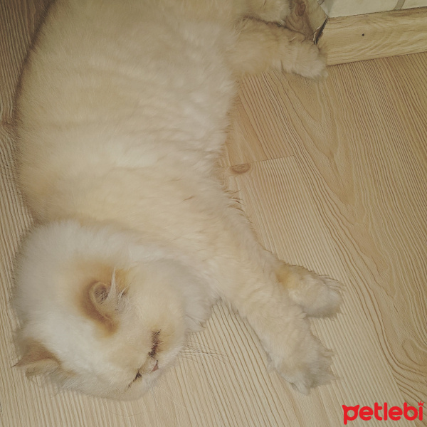 İran Kedisi (Persian), Kedi  Muhtar fotoğrafı
