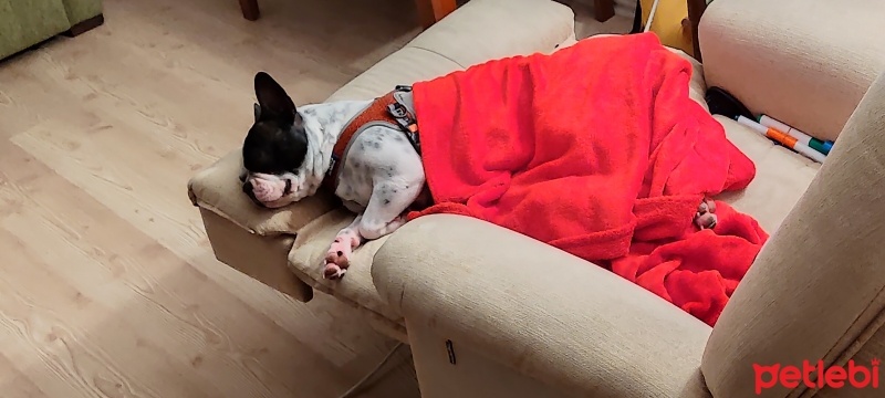 Fransız Bulldog, Köpek  leydi fotoğrafı