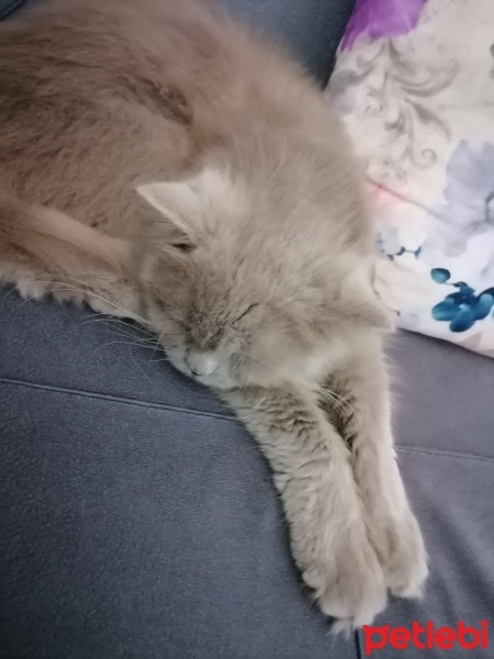 British Longhair, Kedi  Duman fotoğrafı