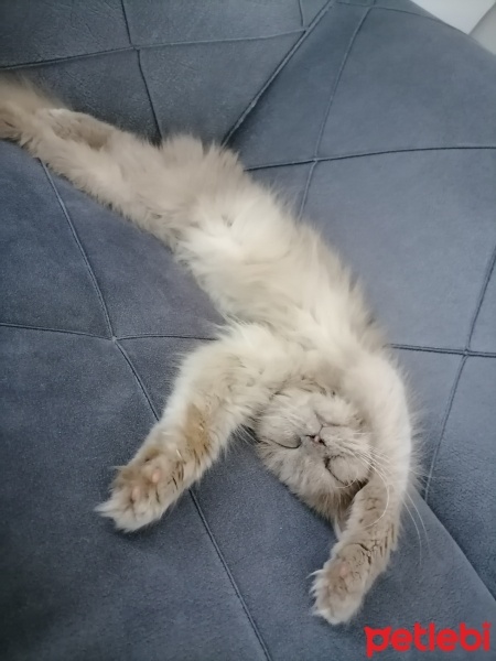 British Longhair, Kedi  Duman fotoğrafı