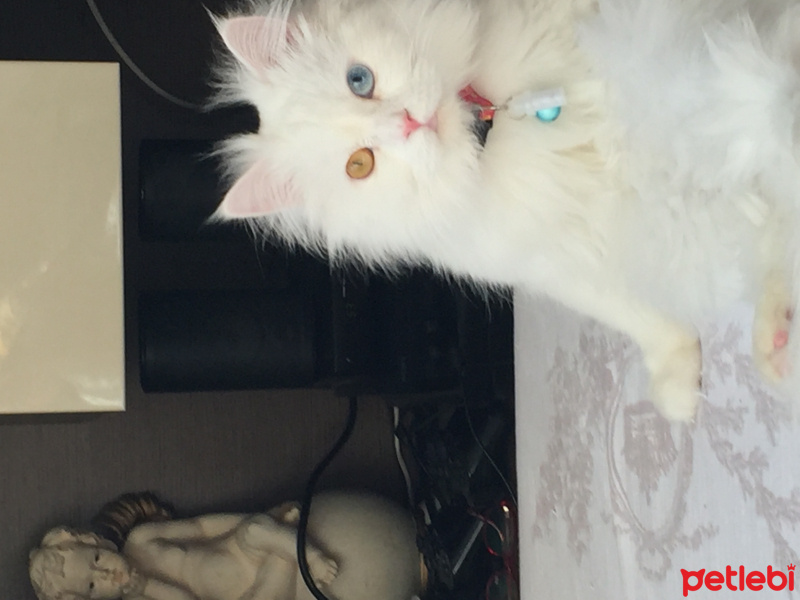 İran Kedisi (Persian), Kedi  Ponçik fotoğrafı