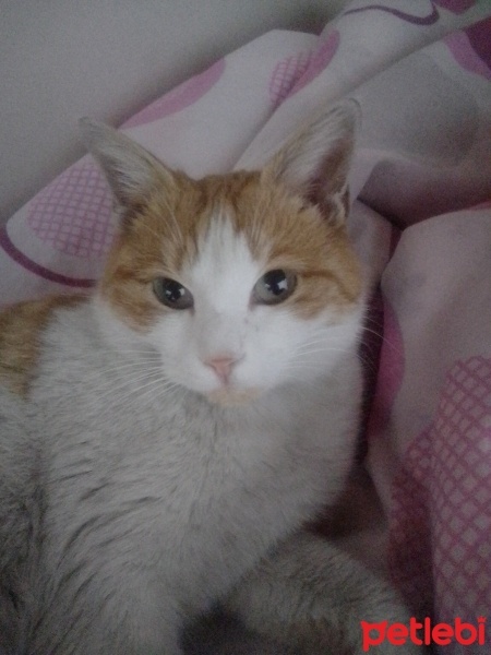 Tekir Kedi, Kedi  Minnoş fotoğrafı