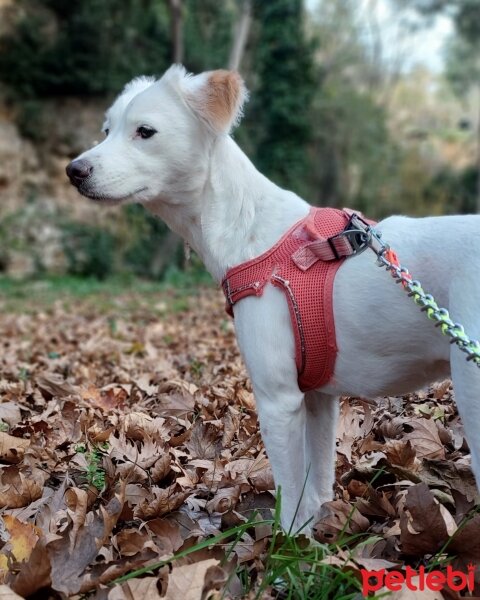 Sokö (Sokak Köpeği), Köpek  Köpük fotoğrafı