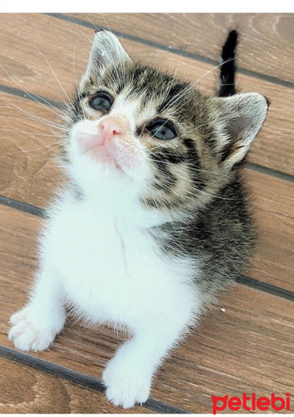 Tekir Kedi, Kedi  Lusi fotoğrafı