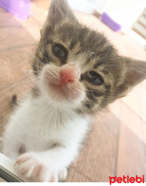 Tekir Kedi, Kedi  Lusi fotoğrafı