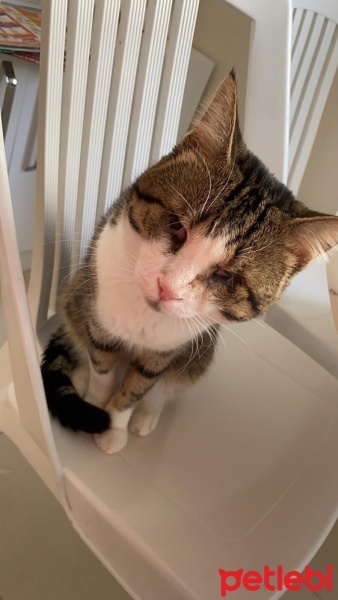 Tekir Kedi, Kedi  nazlı fotoğrafı