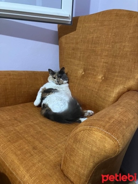 Tekir Kedi, Kedi  Chérie fotoğrafı