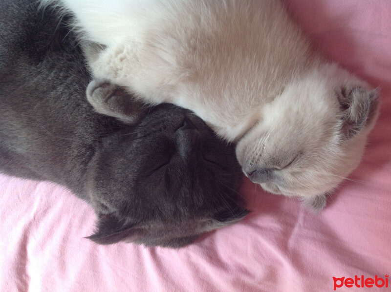 Scottish Fold, Kedi  Lidya fotoğrafı