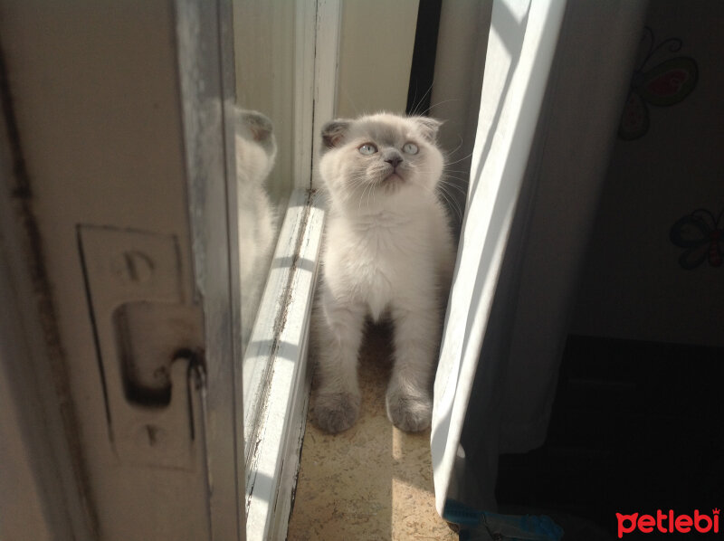 Scottish Fold, Kedi  Lidya fotoğrafı