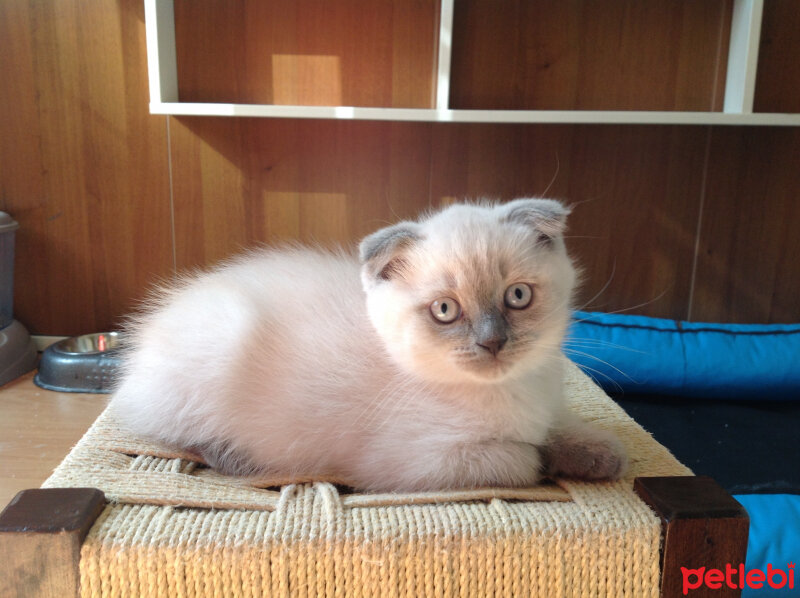 Scottish Fold, Kedi  Lidya fotoğrafı