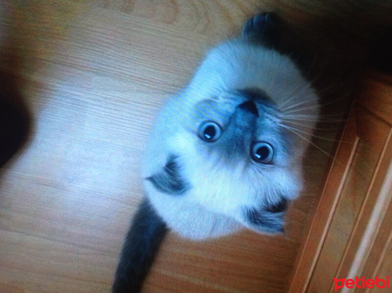 Scottish Fold, Kedi  Lidya fotoğrafı