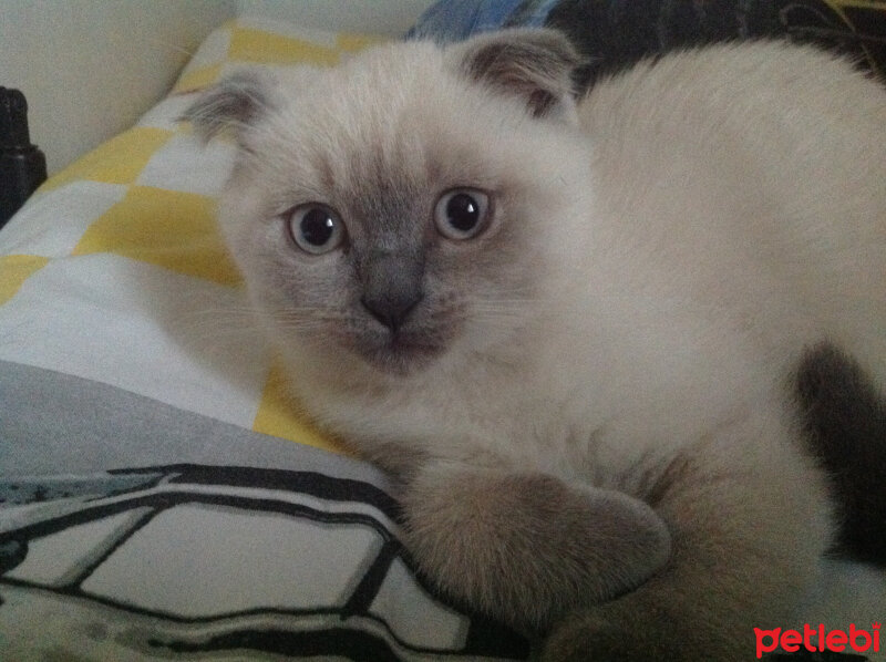 Scottish Fold, Kedi  Lidya fotoğrafı