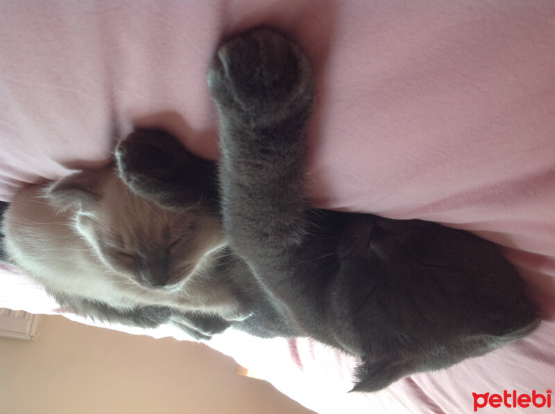 Scottish Fold, Kedi  Lidya fotoğrafı