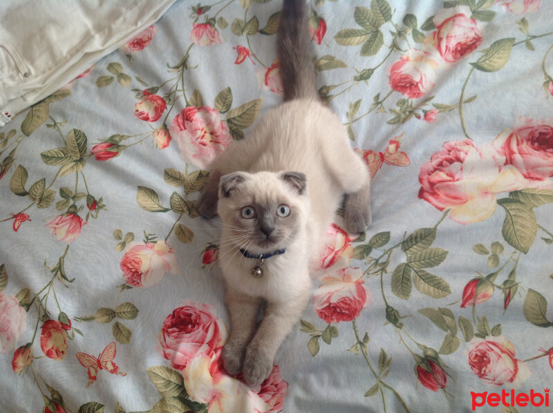 Scottish Fold, Kedi  Lidya fotoğrafı