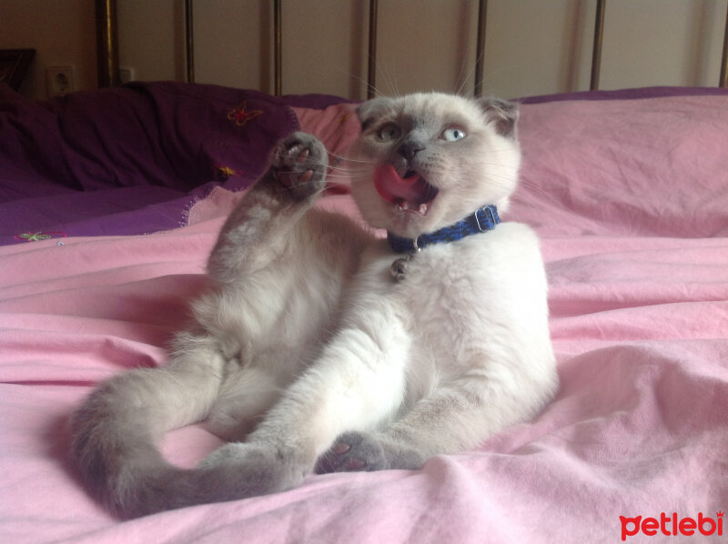 Scottish Fold, Kedi  Lidya fotoğrafı