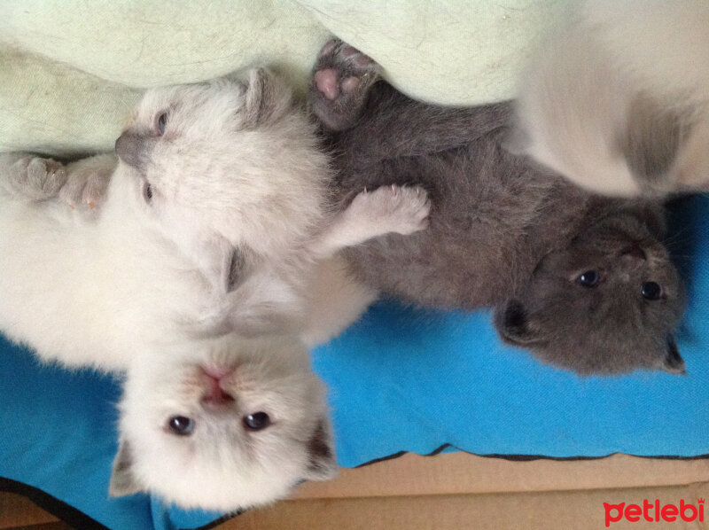 Scottish Fold, Kedi  Lidya fotoğrafı