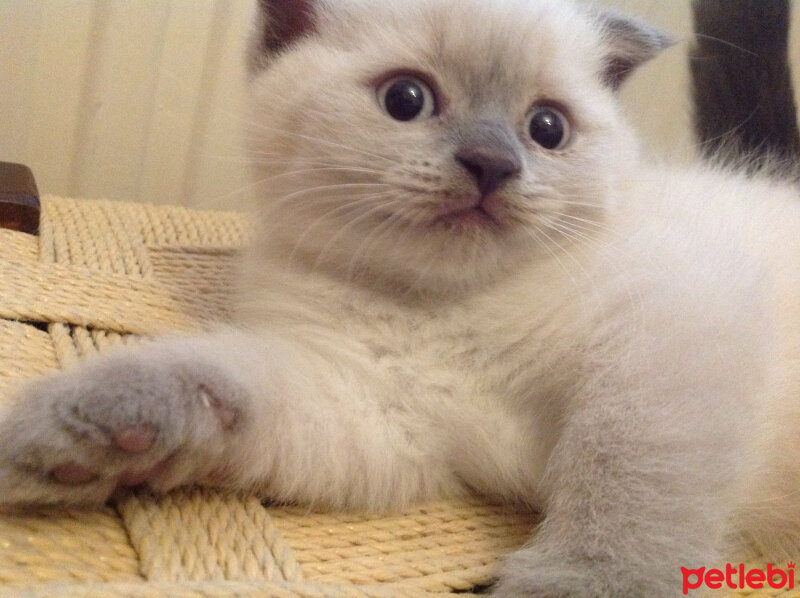 Scottish Fold, Kedi  Lidya fotoğrafı