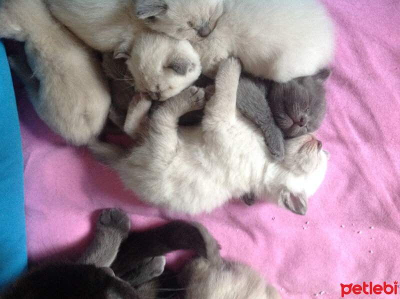 Scottish Fold, Kedi  Lidya fotoğrafı