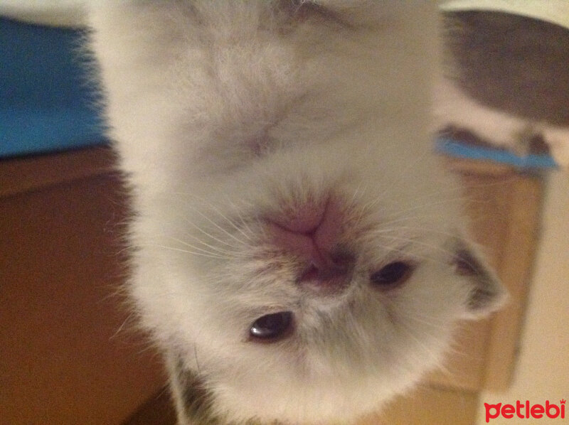 Scottish Fold, Kedi  Lidya fotoğrafı