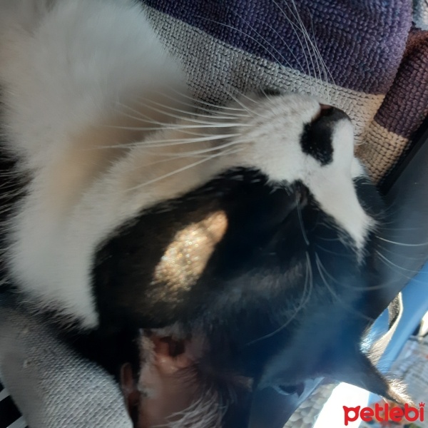 Tekir Kedi, Kedi  Kedik fotoğrafı