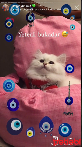 British Longhair, Kedi  Mia fotoğrafı