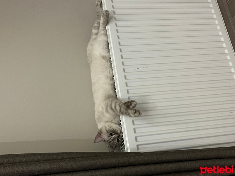 British Shorthair, Kedi  Pamuk fotoğrafı