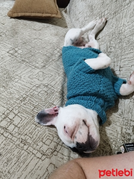 Fransız Bulldog, Köpek  ICE fotoğrafı
