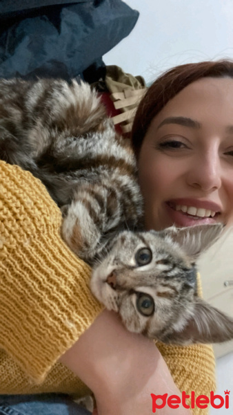 Tekir Kedi, Kedi  Bihter fotoğrafı