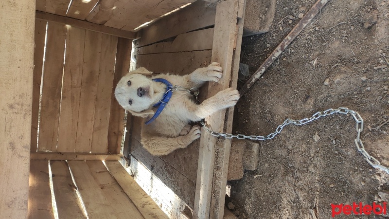 Kangal, Köpek  Tony fotoğrafı