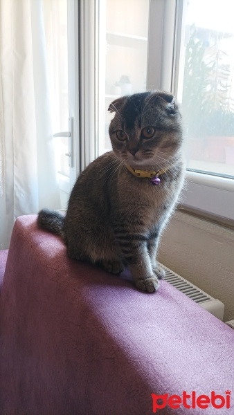Scottish Fold, Kedi  Mia fotoğrafı