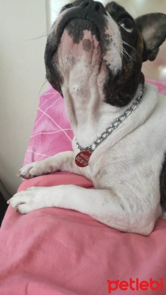 Fransız Bulldog, Köpek  edus fotoğrafı
