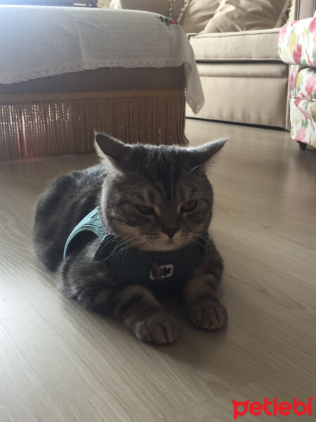 British Shorthair, Kedi  Charlie fotoğrafı