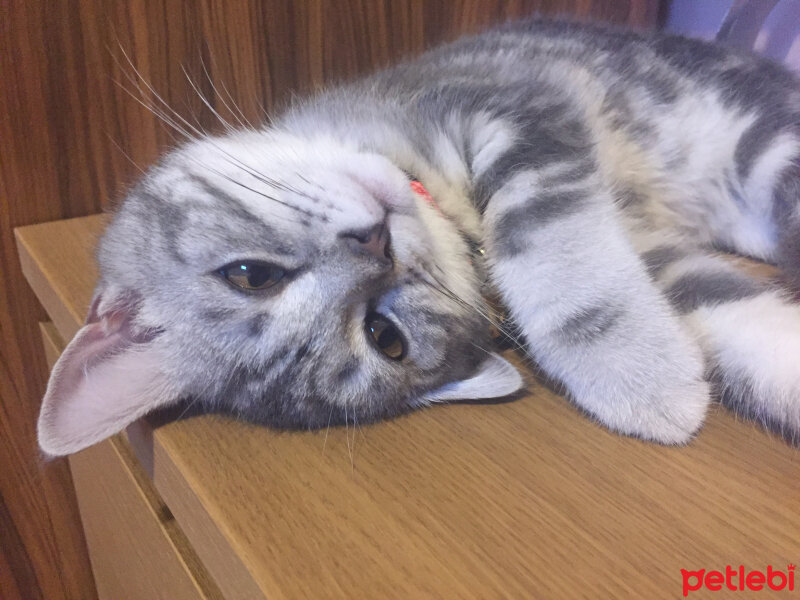 British Shorthair, Kedi  Charlie fotoğrafı