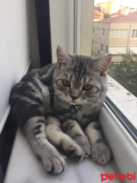 British Shorthair, Kedi  Charlie fotoğrafı