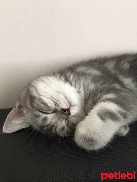 British Shorthair, Kedi  Charlie fotoğrafı