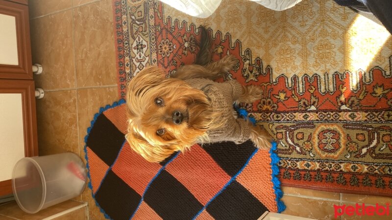 Yorkshire Terrier, Köpek  Tarçın fotoğrafı