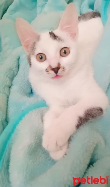 Tekir Kedi, Kedi  Uslu fotoğrafı