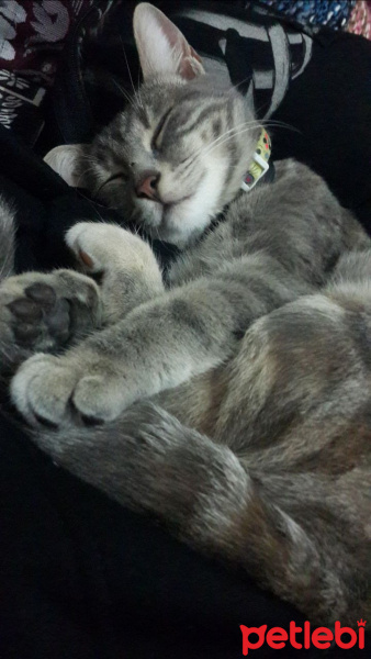 Tekir Kedi, Kedi  venüs fotoğrafı