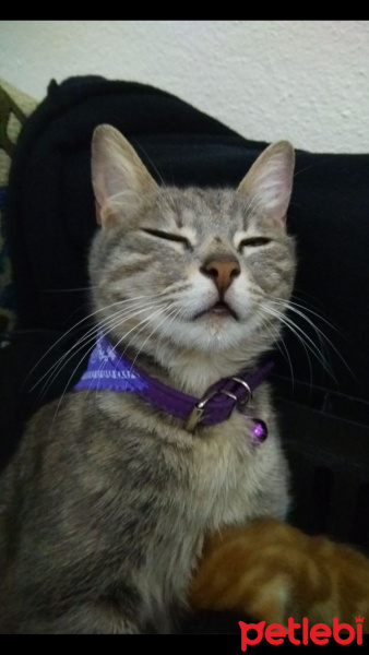 Tekir Kedi, Kedi  venüs fotoğrafı