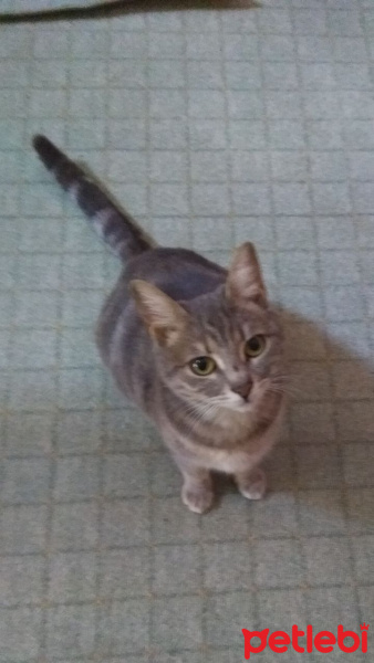 Tekir Kedi, Kedi  venüs fotoğrafı
