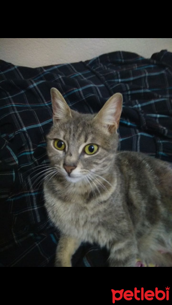 Tekir Kedi, Kedi  venüs fotoğrafı