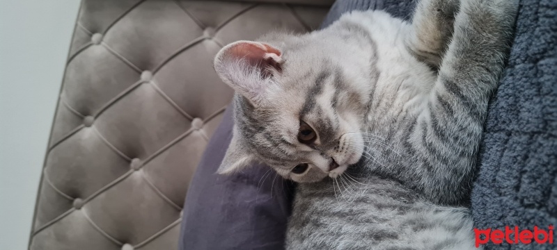British Shorthair, Kedi  Bıdık fotoğrafı