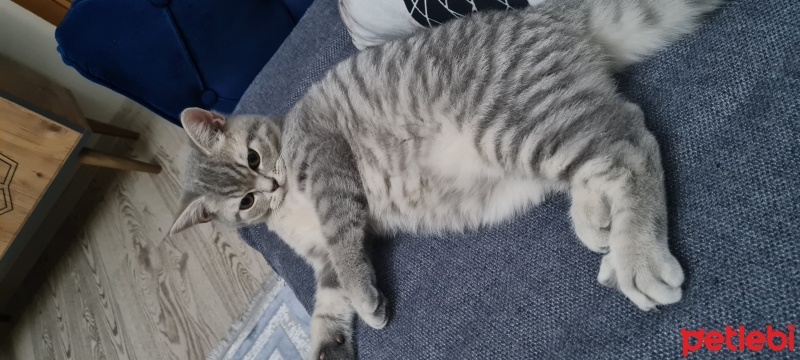 British Shorthair, Kedi  Bıdık fotoğrafı